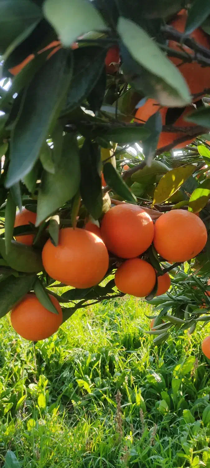 فروش یافا و پچ|خوردنی و آشامیدنی|ساری, |دیوار