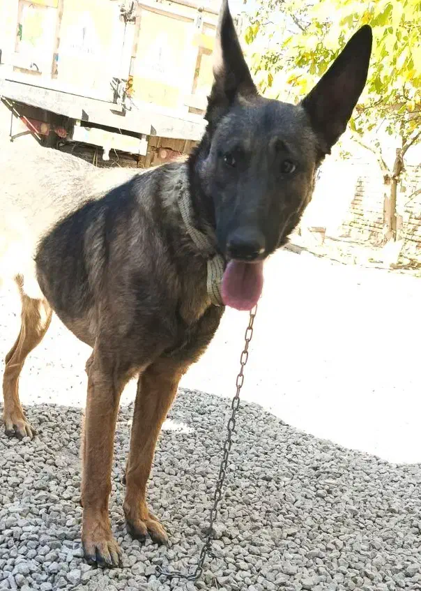 سگ خارجی|سگ|بلداجی, |دیوار