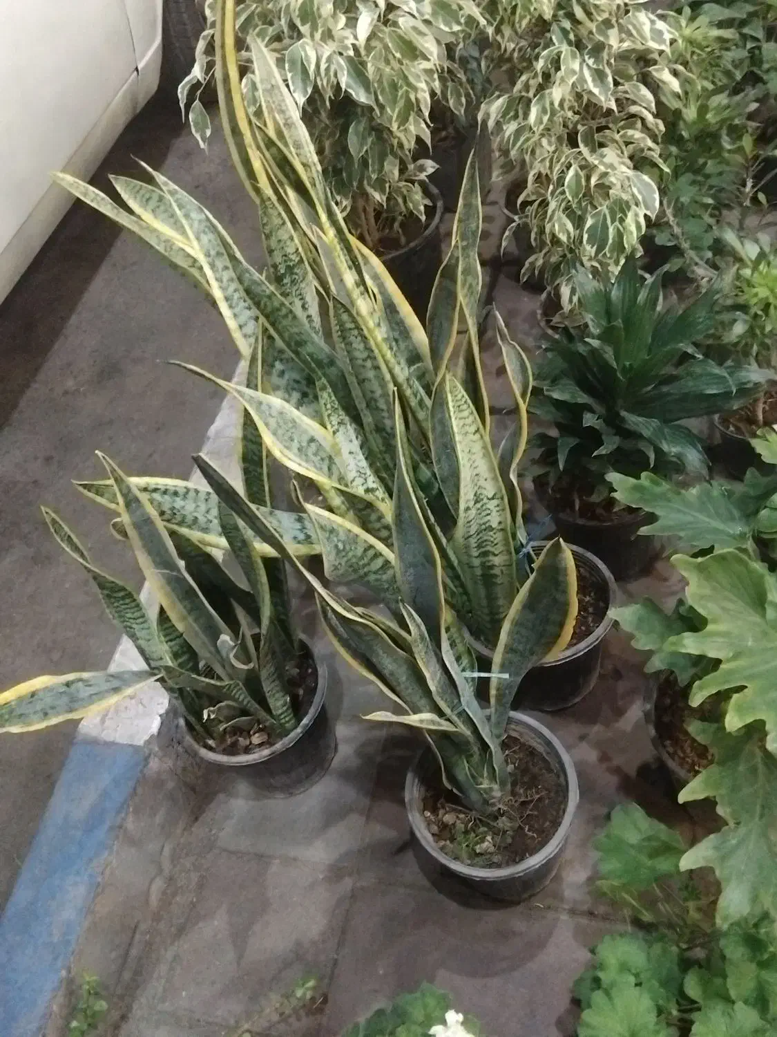 گل های آپارتمانی زیره قیمت خرید|گل و گیاه طبیعی|محمدیه-قزوین, |دیوار