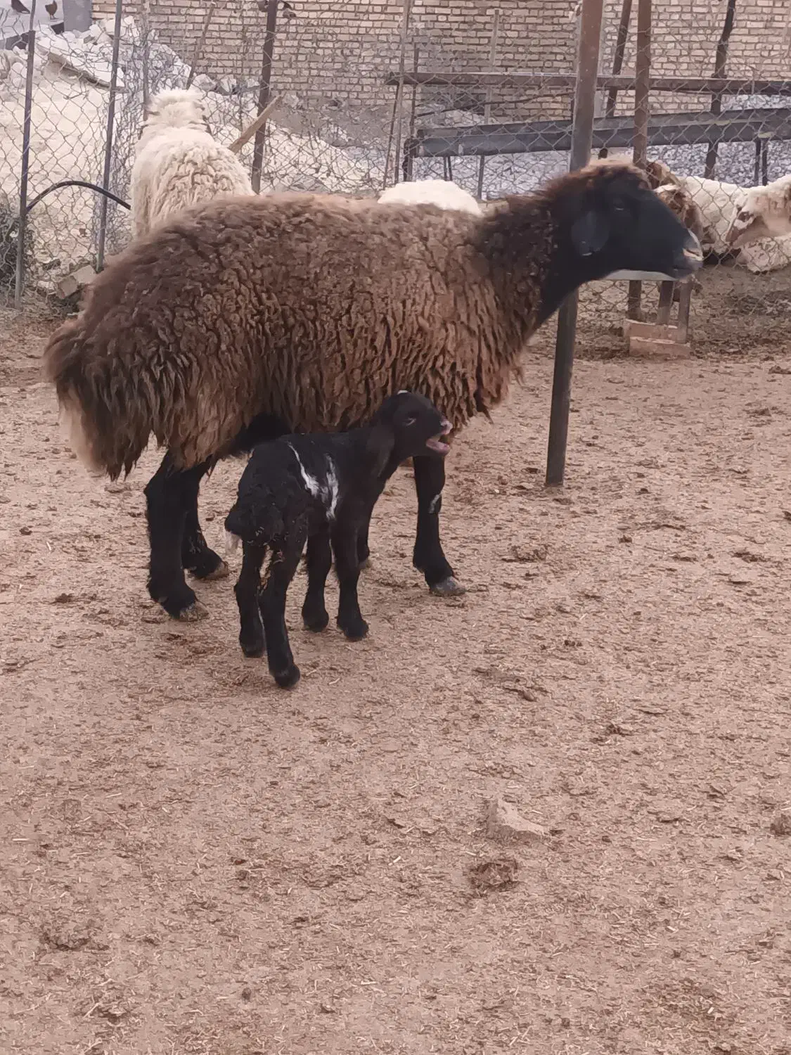 میش بره|حیوانات مزرعه|سیوان, |دیوار