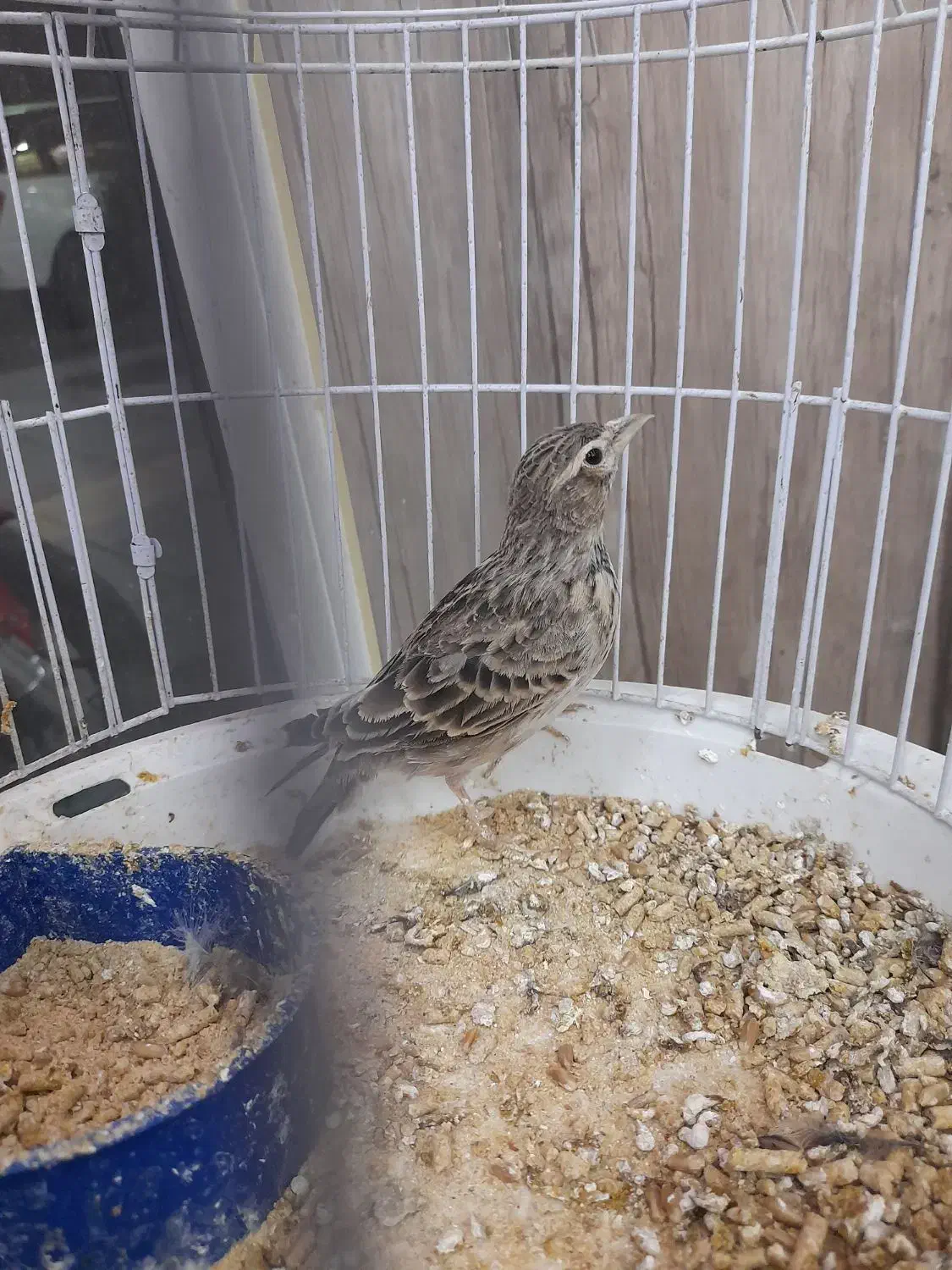 سهره خاکی|پرنده|بجنورد, |دیوار