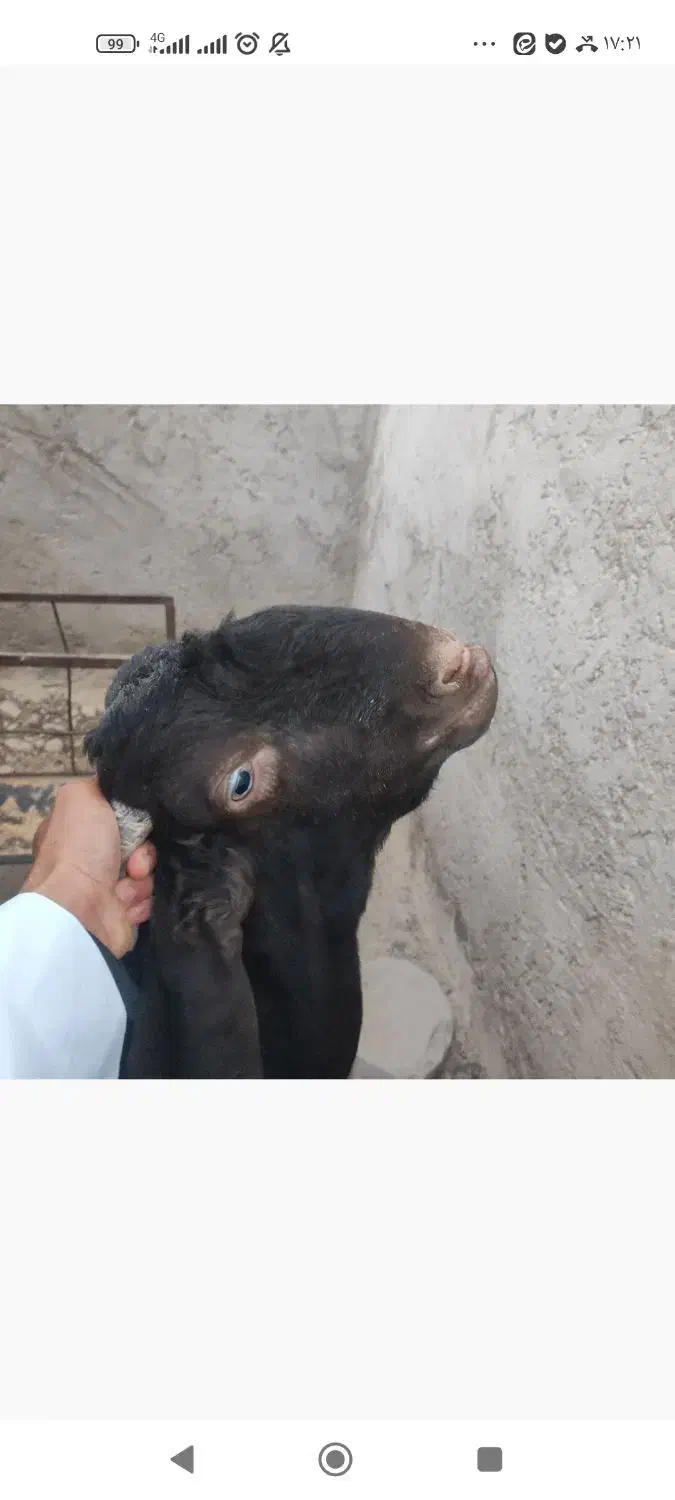 پاچن پنجاپ دو رگ|حیوانات مزرعه|سراوان, |دیوار