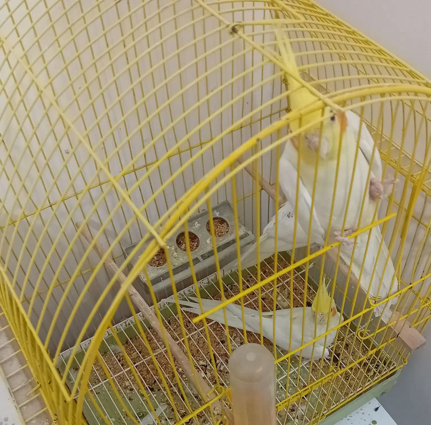 عروس هلندی|پرنده|مرند, |دیوار