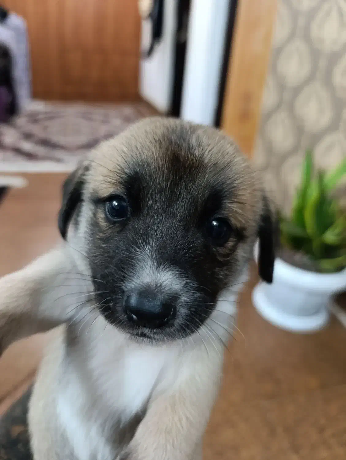 توله ۲ماهه اشپیتز|سگ|خمام, |دیوار