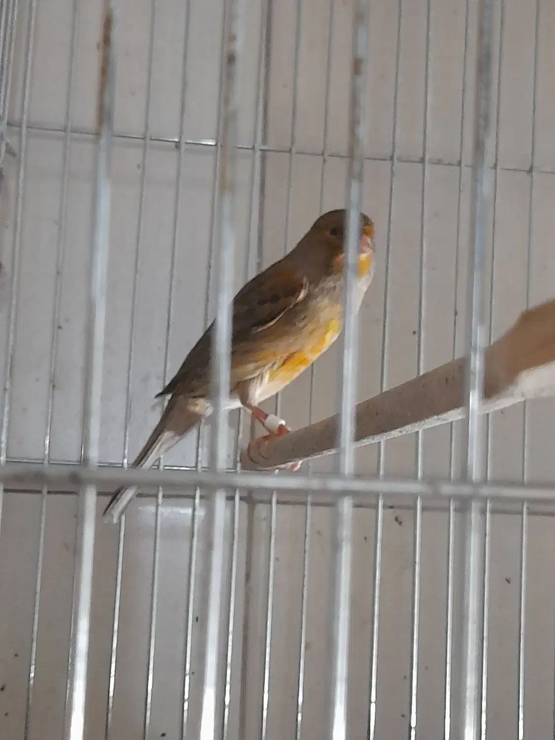 قناری|پرنده|تهران, میرداماد|دیوار