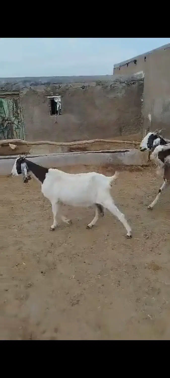 فروش دو عدد بز و سابرین نژدی و ورن|حیوانات مزرعه|نورآباد, |دیوار