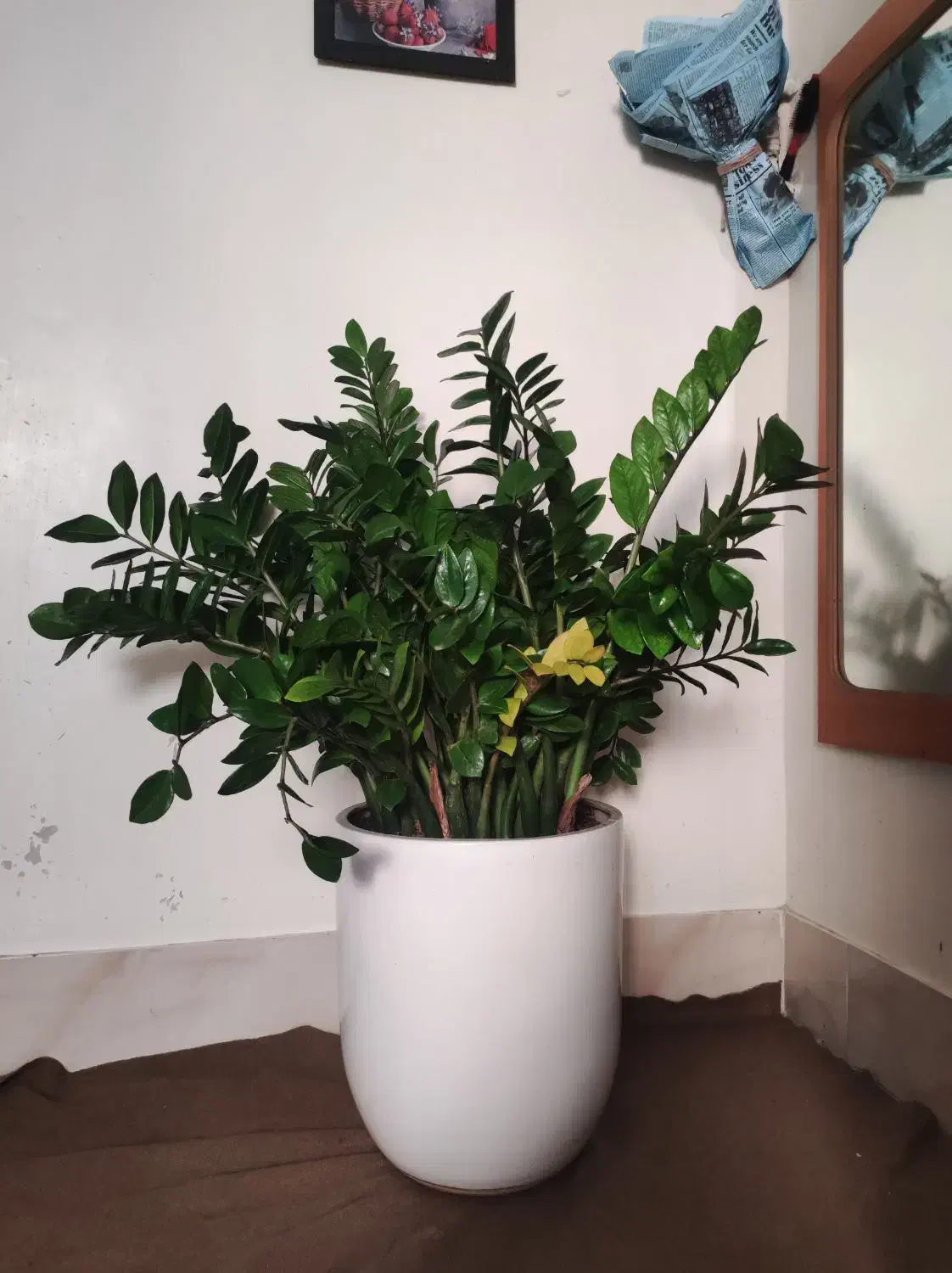 زاموفیلیا(حدود یک متر طول و چهل ساعنت عرض)|گل و گیاه طبیعی|تهران, صادقیه|دیوار