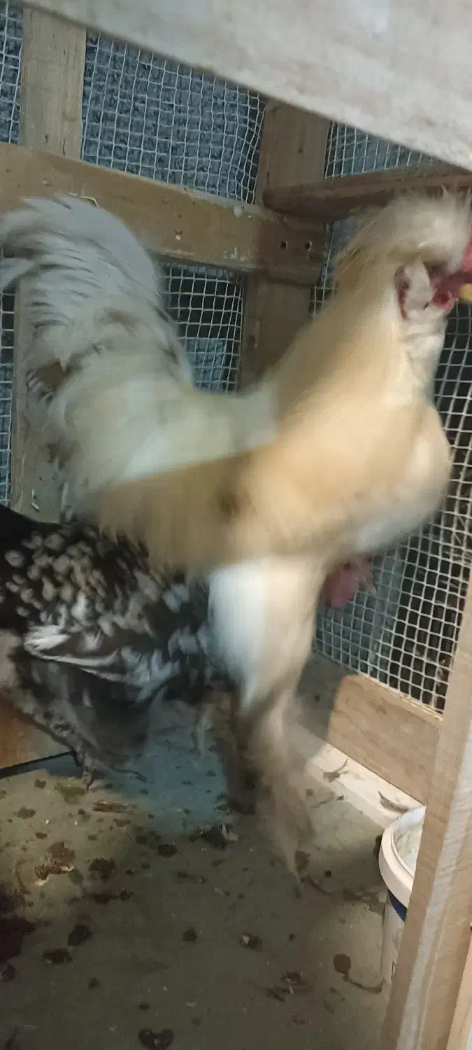 خروس سلطان|حیوانات مزرعه|سامان, |دیوار