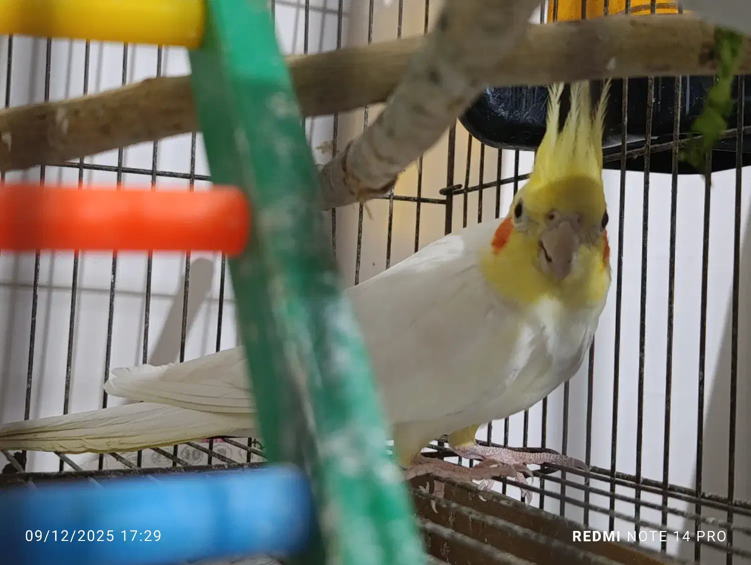 عروس هلندی|پرنده|میاندوآب, |دیوار