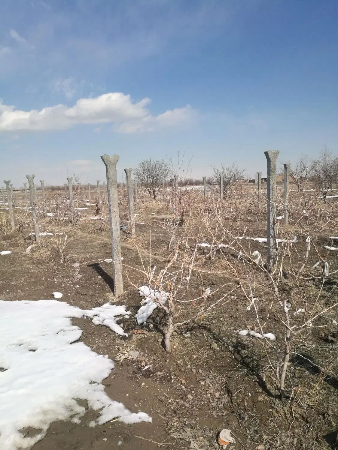 باغ جاده کلانتری|فروش زمین و ملک کلنگی|ارومیه, |دیوار