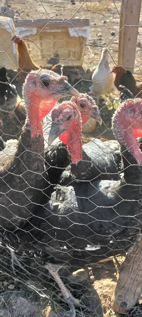 ۵عدد بوقلمون ۸ماهه|حیوانات مزرعه|نیشابور, شهرک اردسمان|دیوار