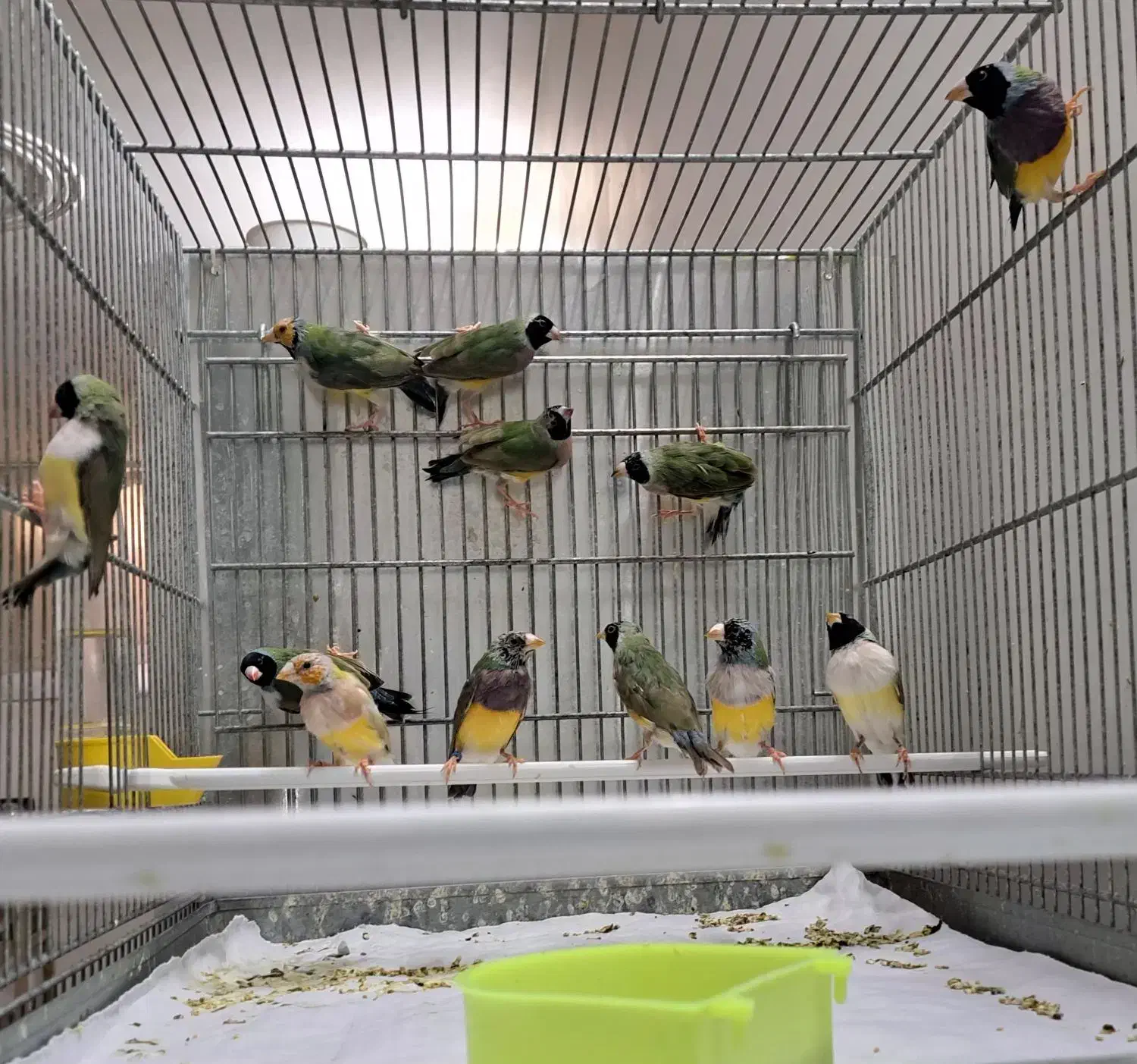 فنچ گلدین|پرنده|قم, هفت تیر|دیوار