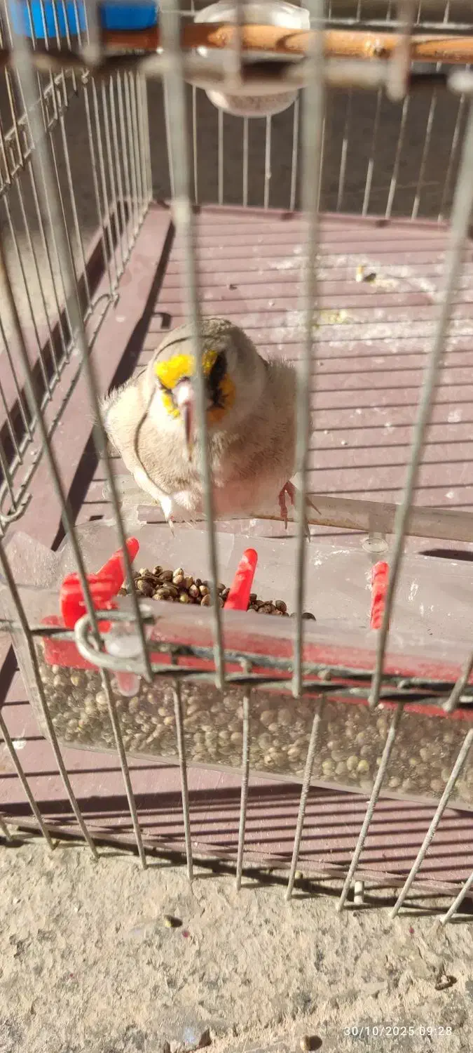 سهره کرمونی ماده جنس|پرنده|خرمدره, |دیوار