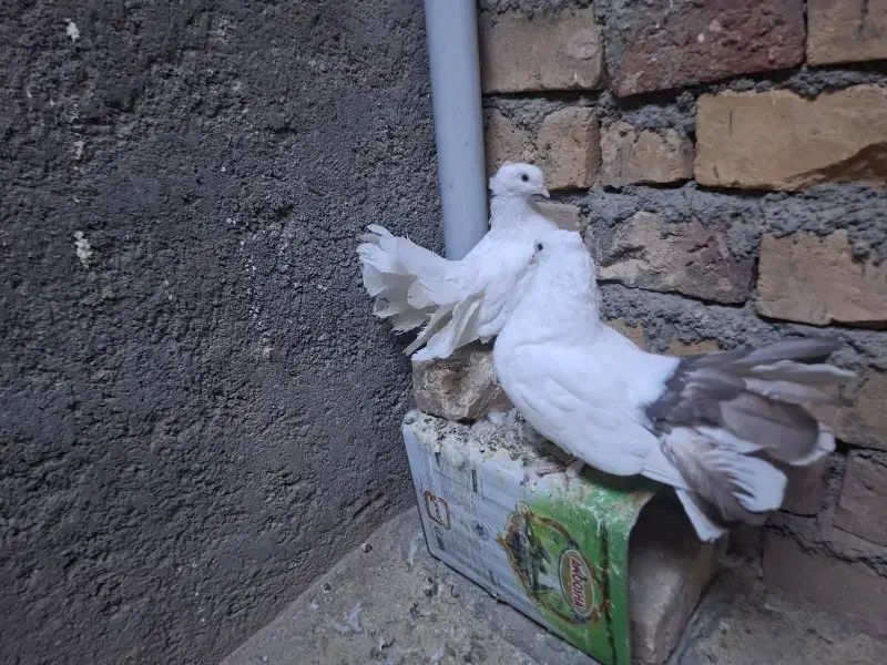 کبوتر و جوجه میناطوری|پرنده|بیرجند, |دیوار