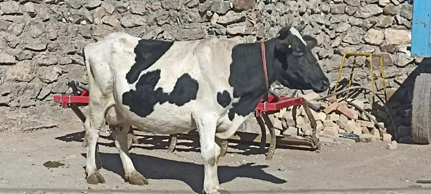 گاو وگوساله|حیوانات مزرعه|دهگلان, |دیوار