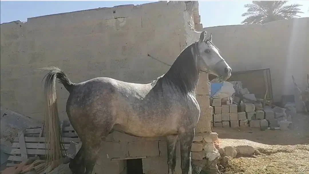 اسب ترکی|اسب و تجهیزات اسب‌سواری|لامرد, |دیوار