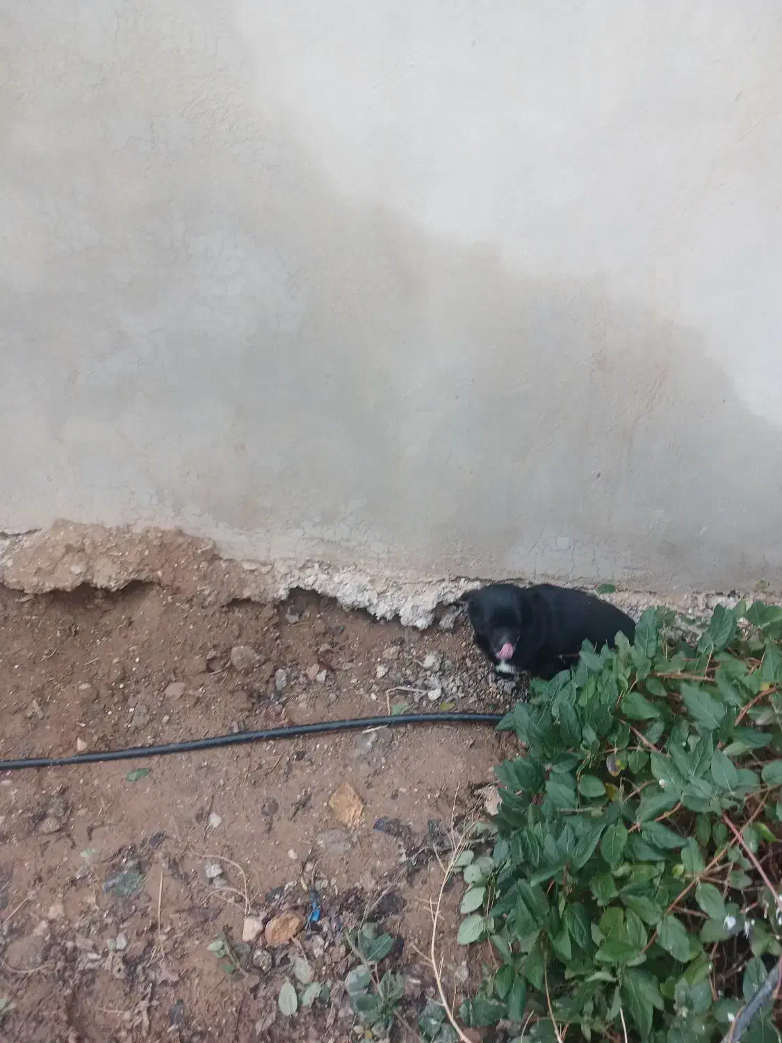 سگ پاکوتاه باهوش|سگ|کرمانشاه, |دیوار