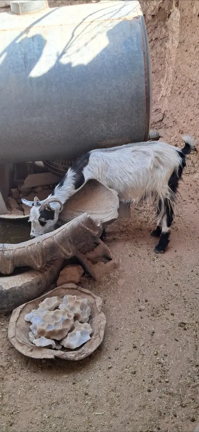 گوسفند شیروار برای نگهداری یا کشتار|حیوانات مزرعه|پاکدشت, پاکدشت (مامازند)|دیوار