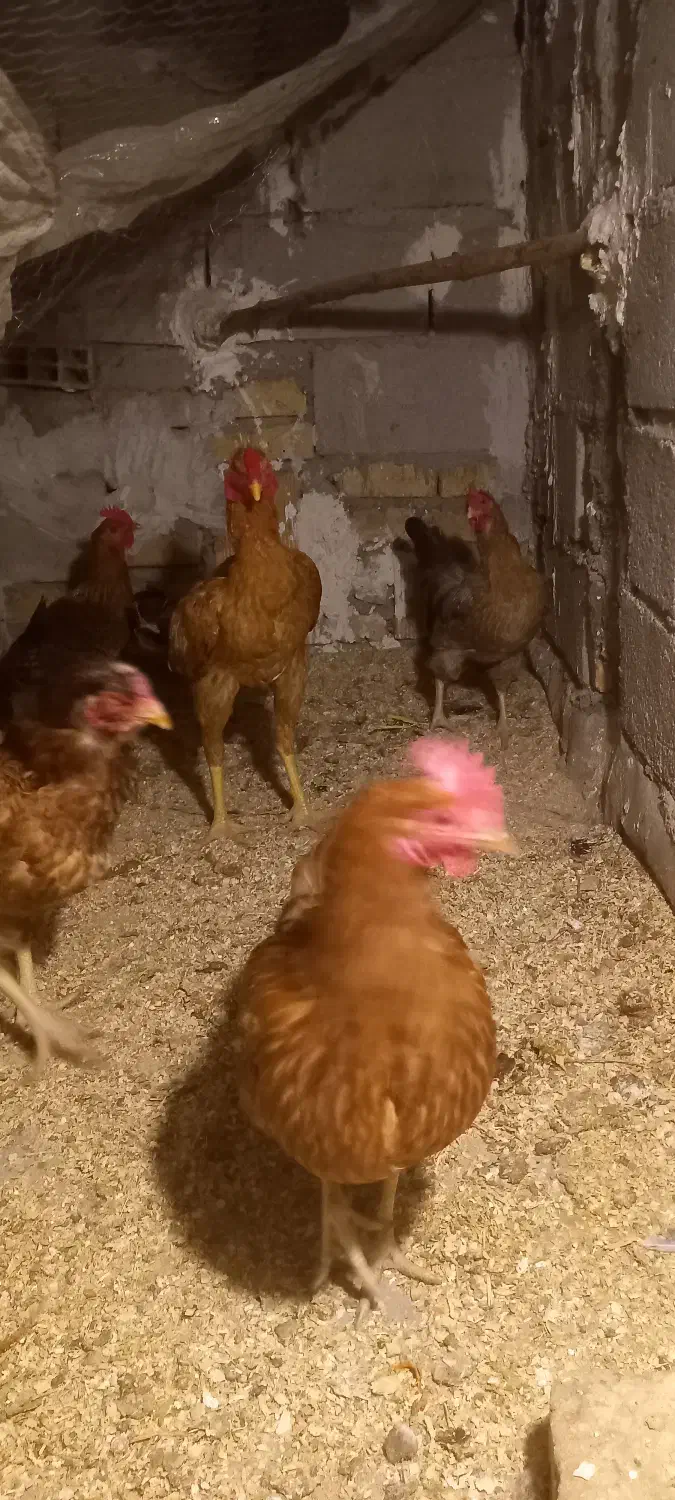 خروس لاری و مرغ محلی|حیوانات مزرعه|محمدشهر, محمدشهر|دیوار