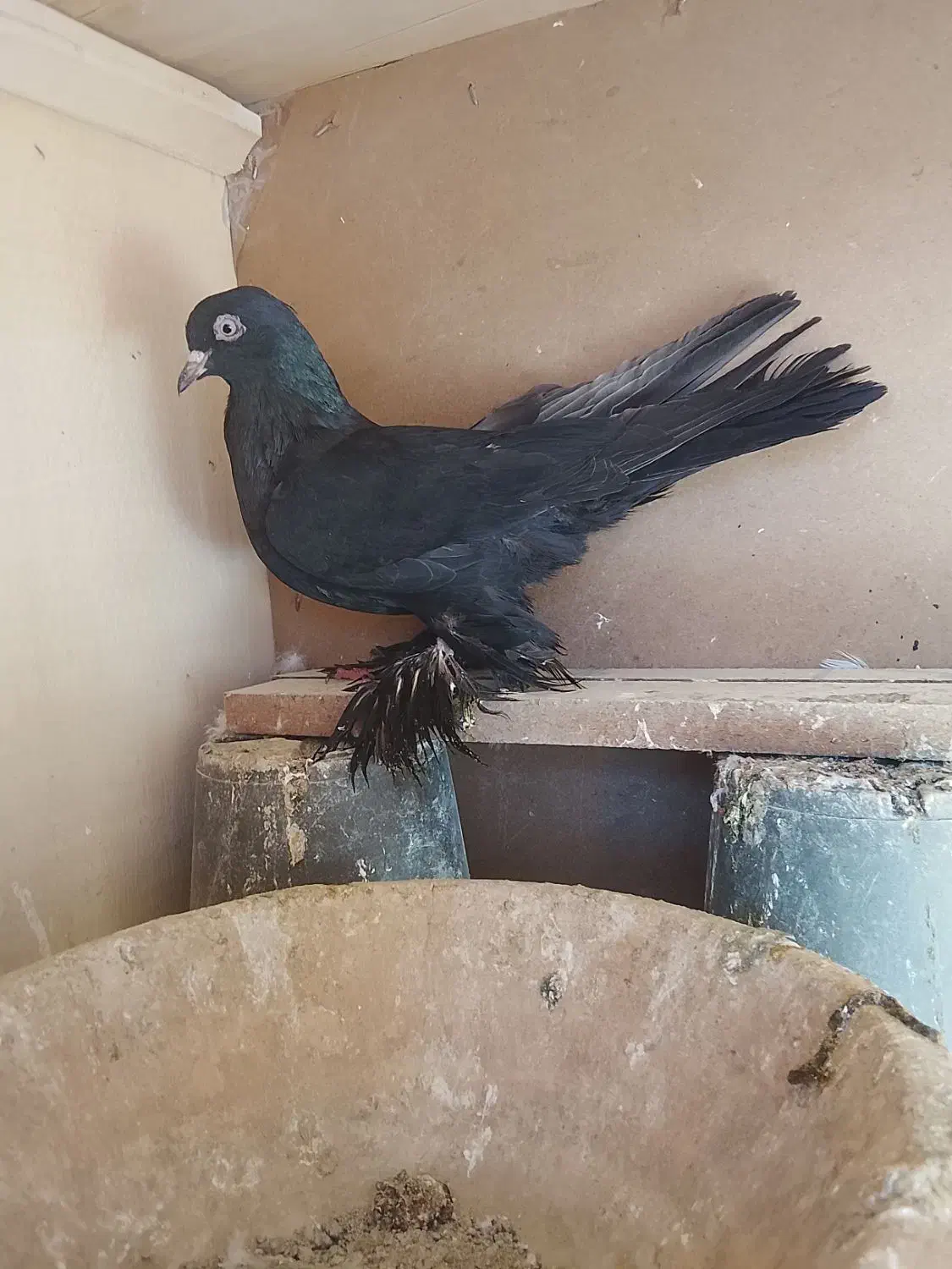 کبوتر قره|پرنده|تبریز, |دیوار