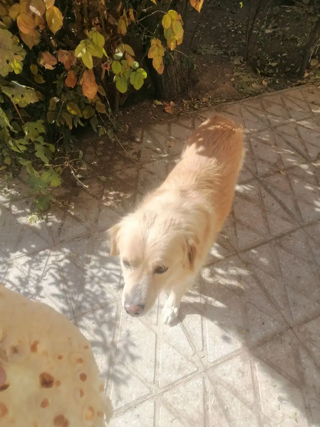 واگذاری  سگ رایگان|سگ|آباده, |دیوار