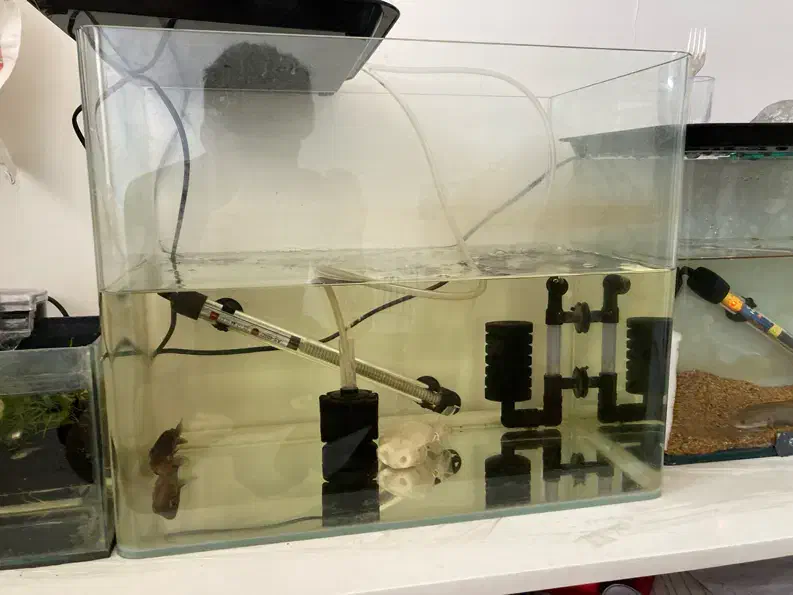 آکواریوم|ماهی|تهران, تهرانسر غربی|دیوار