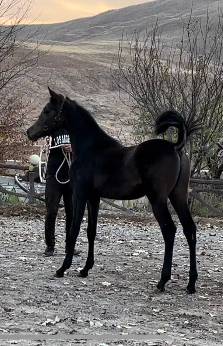 عرب دو سر|اسب و تجهیزات اسبسواری|تبریز, |دیوار