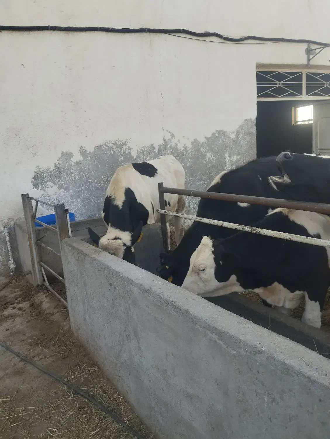 کارگر‌گاوداری|استخدام صنعتی، فنی، مهندسی|زنجانرود, |دیوار