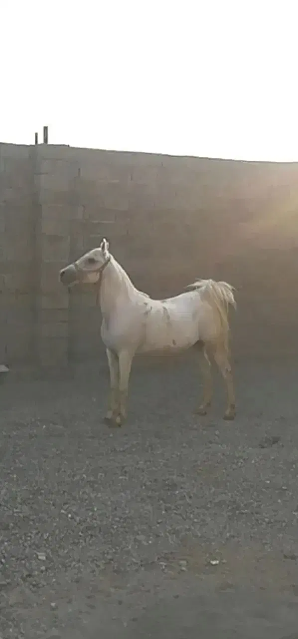 مادیان و کره مادیان|اسب و تجهیزات اسبسواری|صحنه, |دیوار