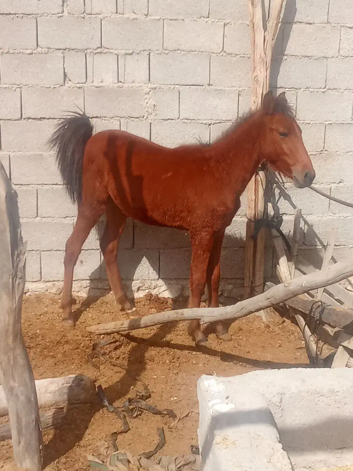 اسب|اسب و تجهیزات اسبسواری|خورموج, |دیوار