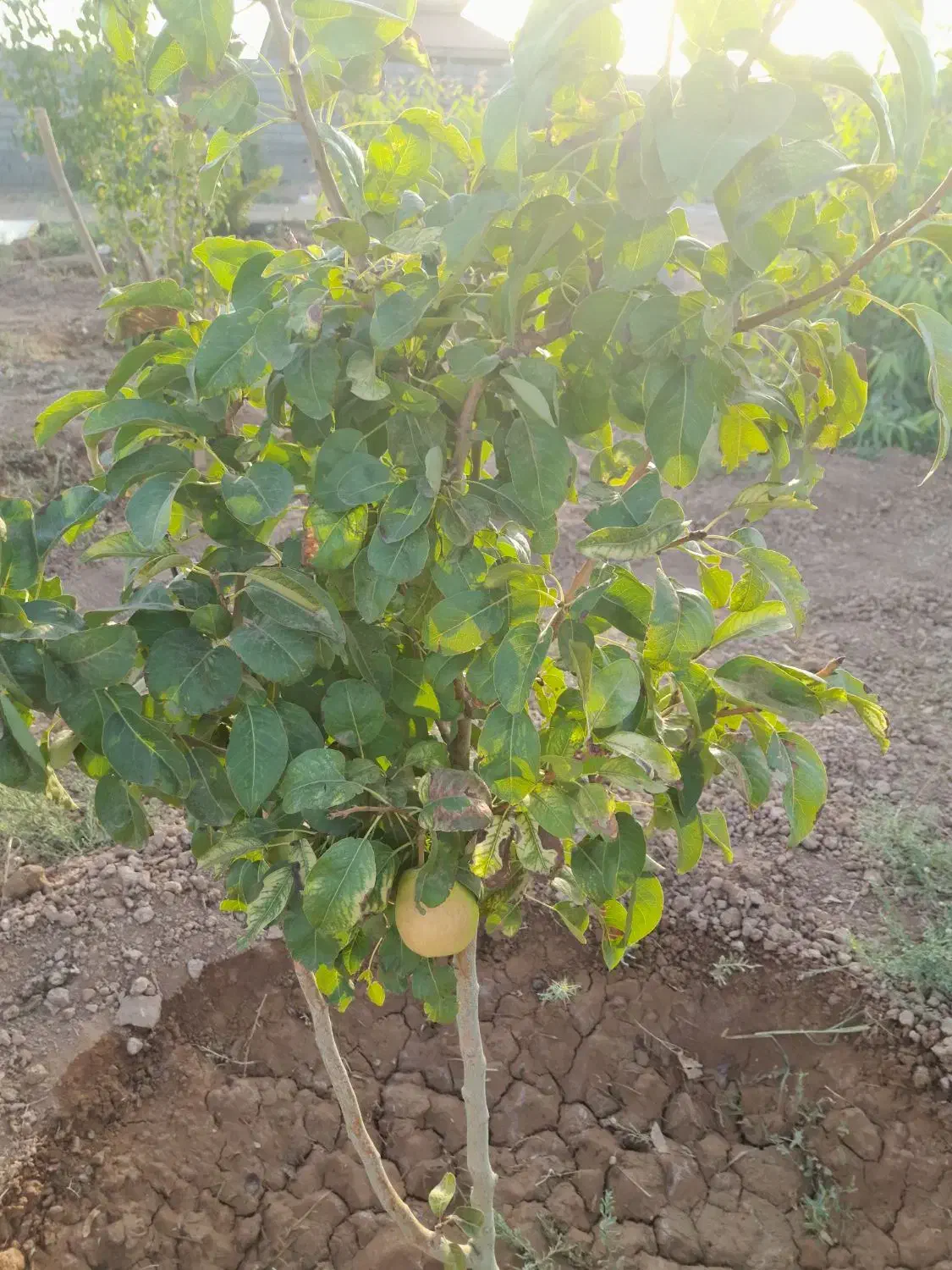 زمین کشاورزی  وباغی|فروش دفتر صنعتی، کشاورزی، تجاری|حبیب آباد, |دیوار