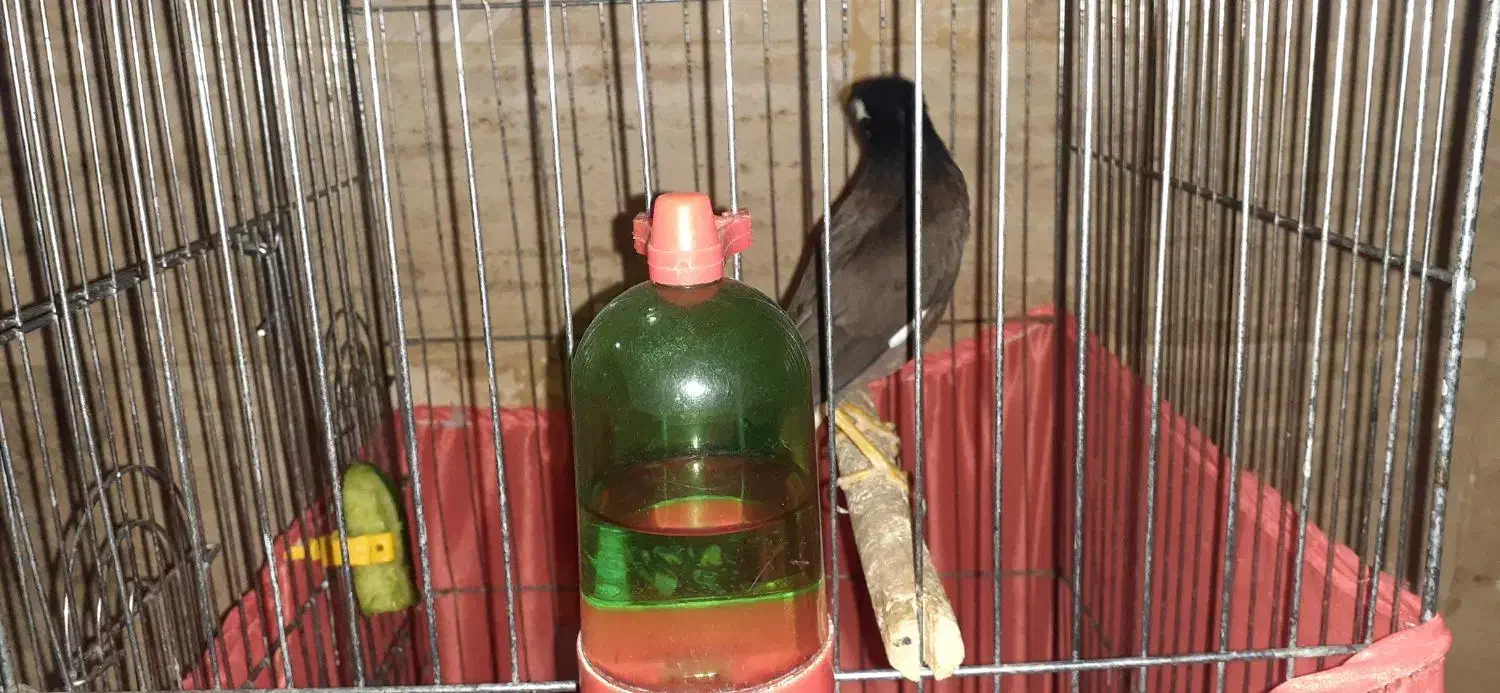 یک عدد مرغ مینا ۸ماهه باقفس|پرنده|کرج, مهرویلا جنوبی|دیوار