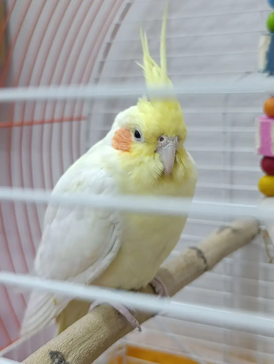 عروس هلندی|پرنده|شاهین‌شهر, گزبرخوار|دیوار