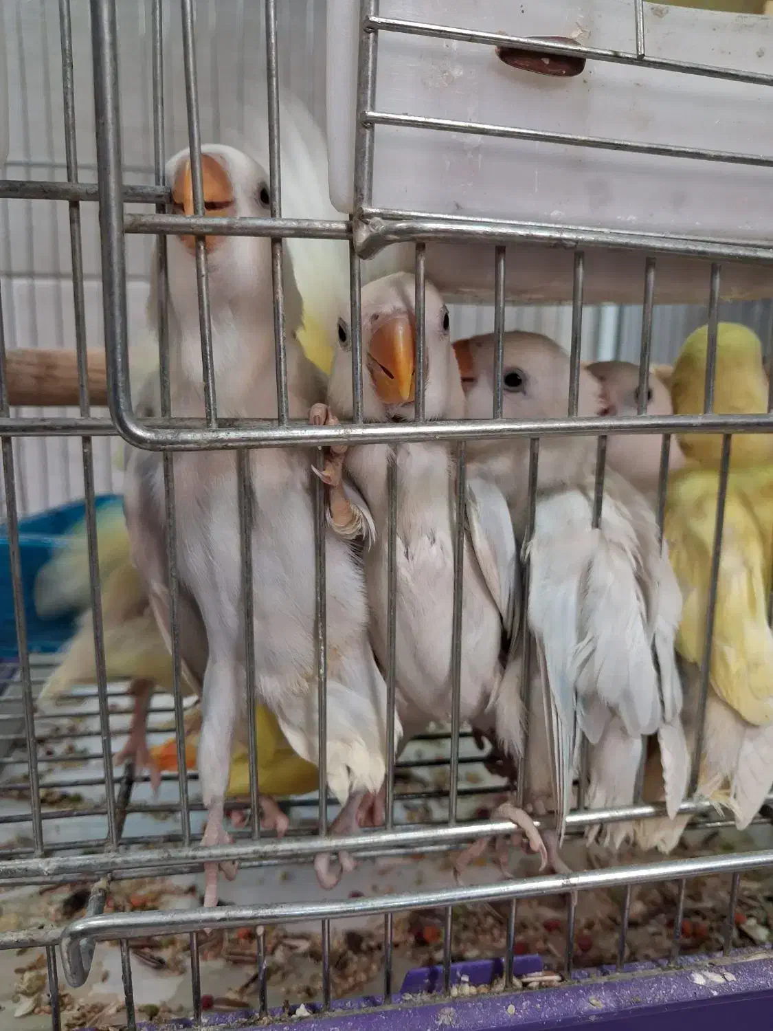 طوطی برزیلی|پرنده|تهران, مجیدآباد|دیوار