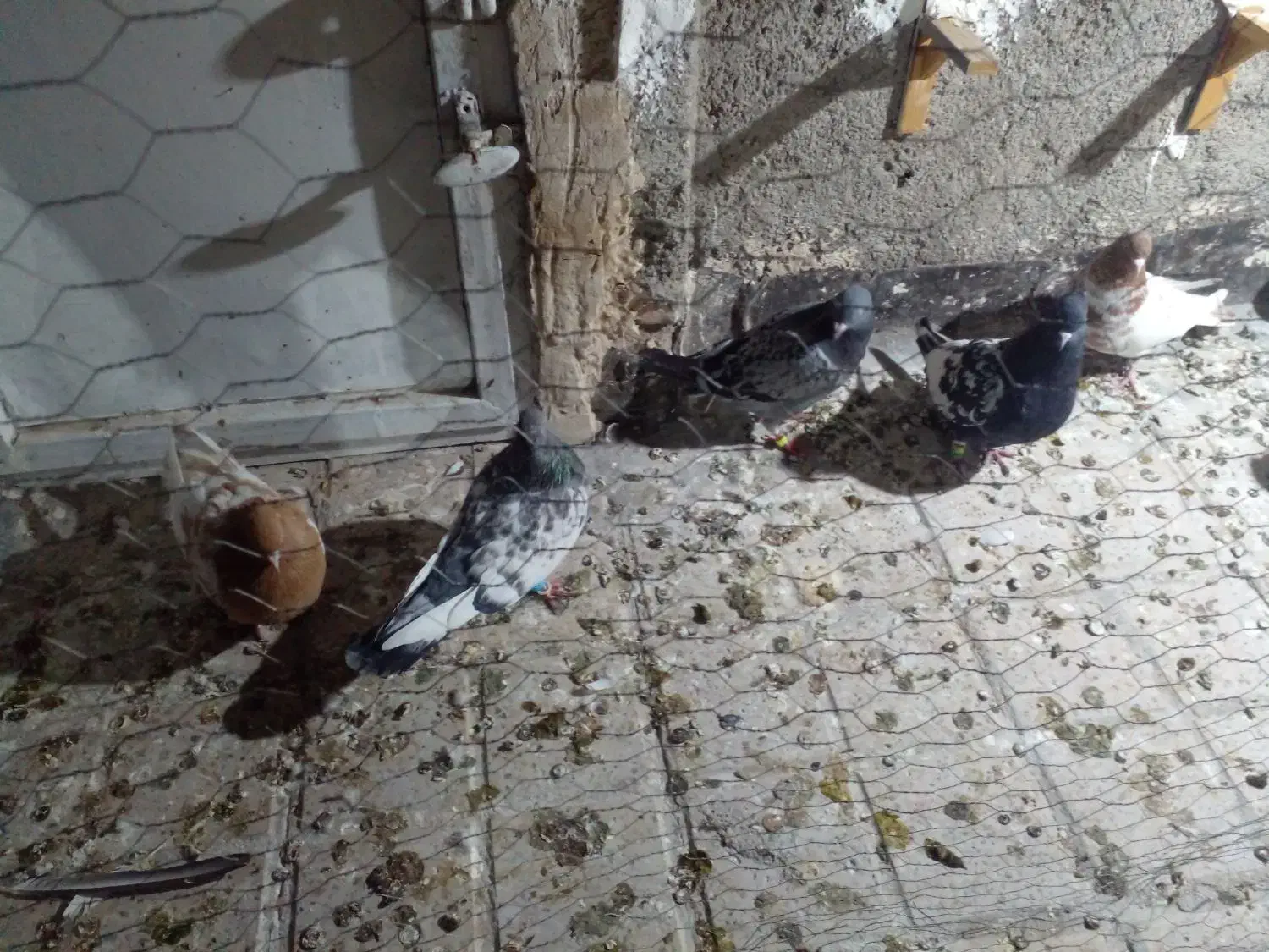 ۸عدد کفتر قلدر|پرنده|مشهد, شهید آوینی|دیوار