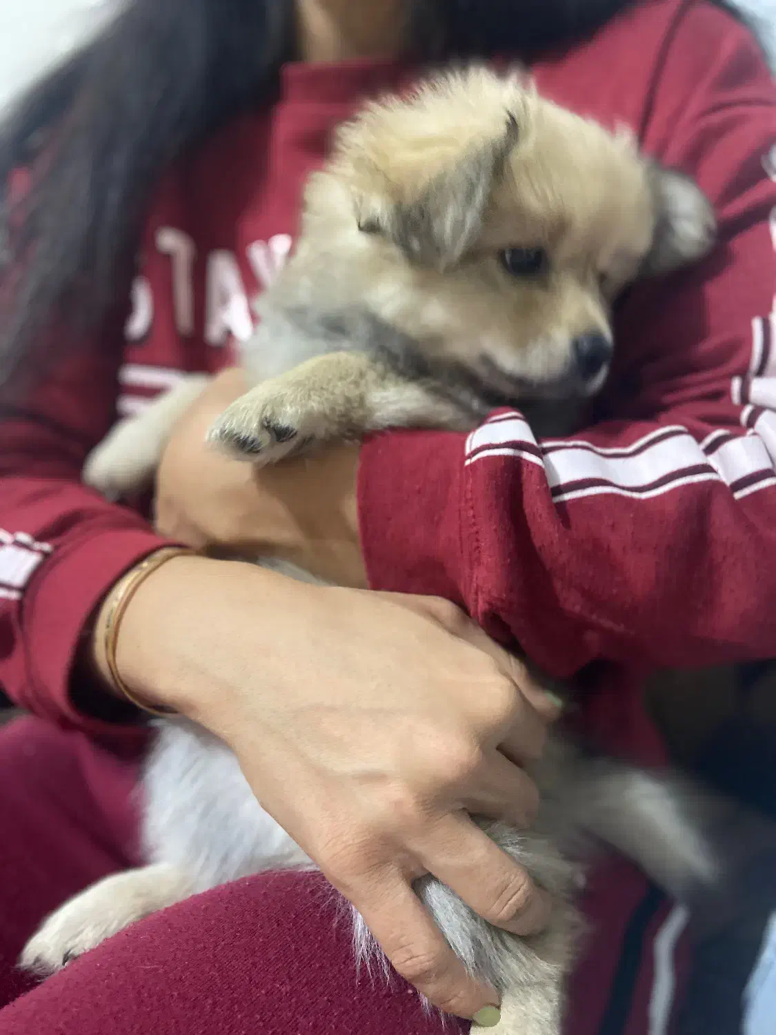 توله پامر معاوضه|سگ|رباط‌کریم, رباط‌کریم|دیوار