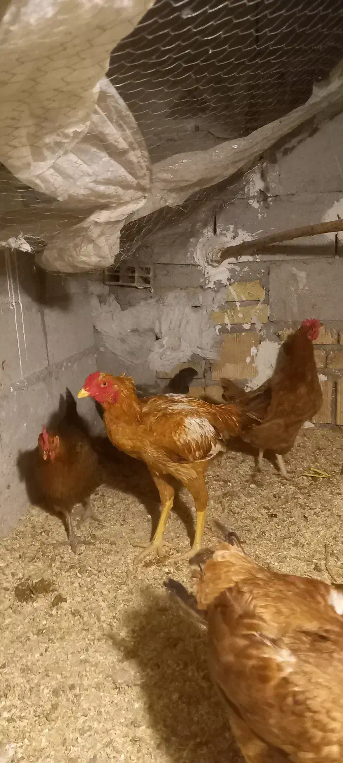 خروس لاری و مرغ محلی|حیوانات مزرعه|محمدشهر, محمدشهر|دیوار