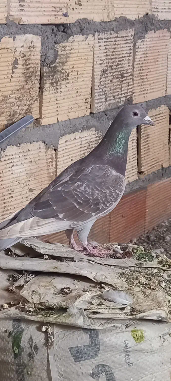 کفتر .کبوتر|پرنده|مشهد, انصار|دیوار