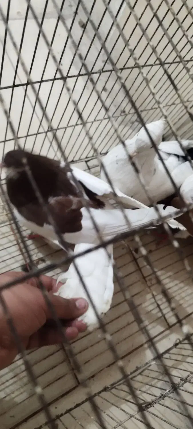 کفتر شهری و دمبی سیاه|پرنده|جهرم, |دیوار