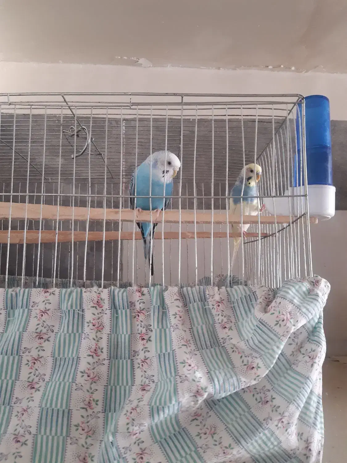 فروش یک جفت مرغ عشق|پرنده|هشتگرد, فاز ۲ مهستان|دیوار