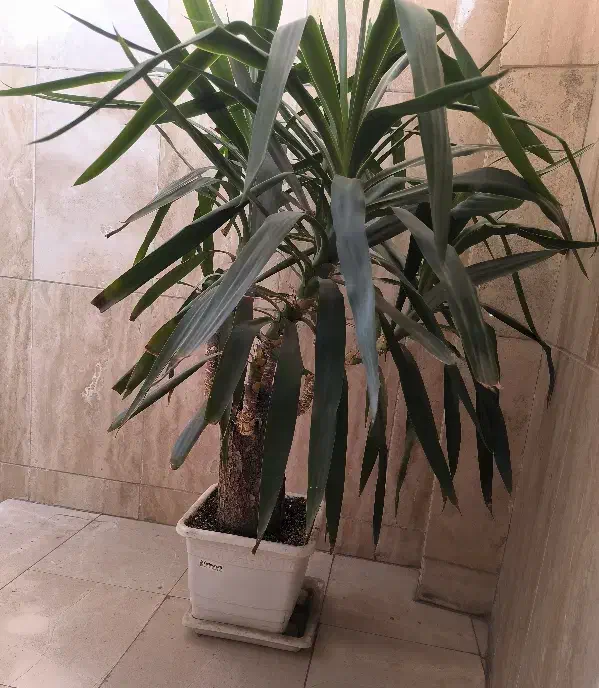 گلدون|گل و گیاه طبیعی|تهران, جمال‌زاده|دیوار