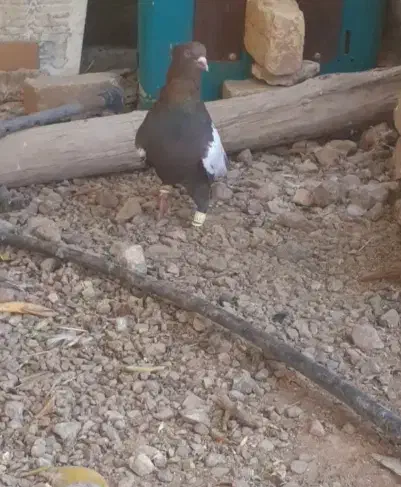 نر سینه تافته ای بزن|پرنده|سیدان, |دیوار