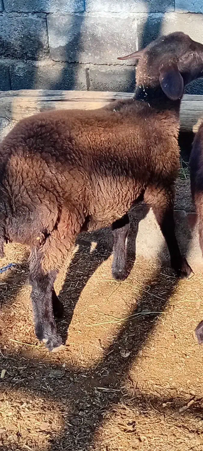 گوسفند بره ماده گوشتی|حیوانات مزرعه|آذرشهر, |دیوار