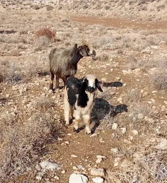 میش ،بز|حیوانات مزرعه|شیراز, پودنک|دیوار