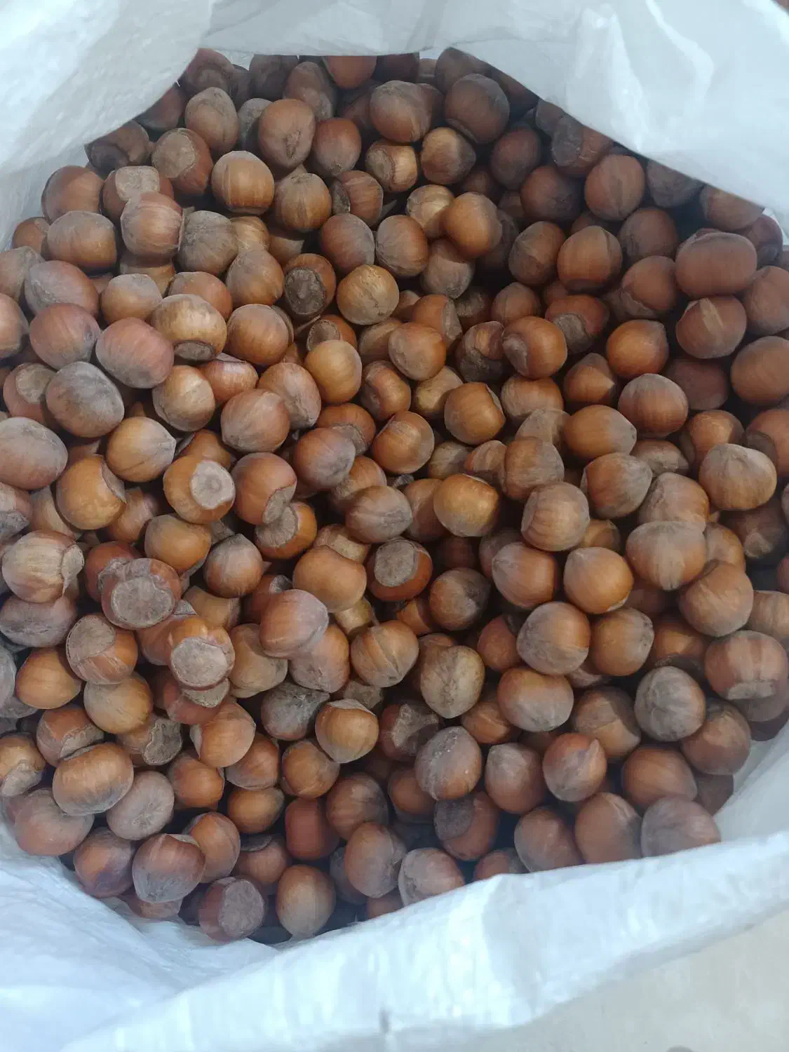 فندق|خوردنی و آشامیدنی|رشت, هلال احمر|دیوار