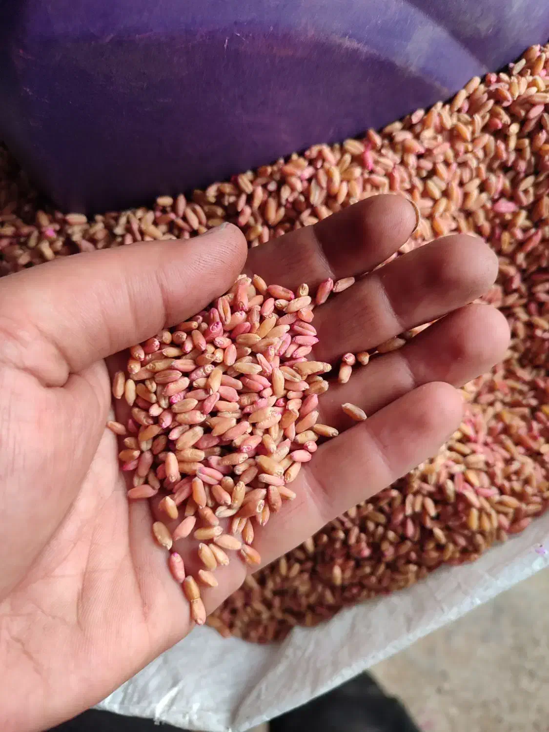 بذر گندم بوجاری شده در دو نوع کودشت و پایا|خدمات باغبانی و درختکاری|کلاله, |دیوار