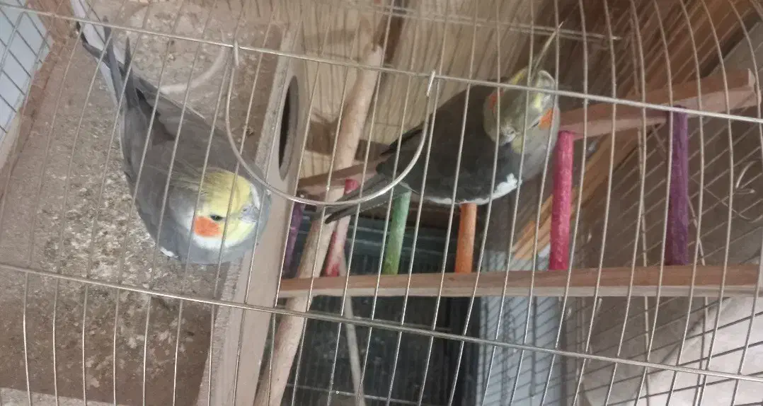 عروس هلندی|پرنده|نجفآباد, گلدشت|دیوار