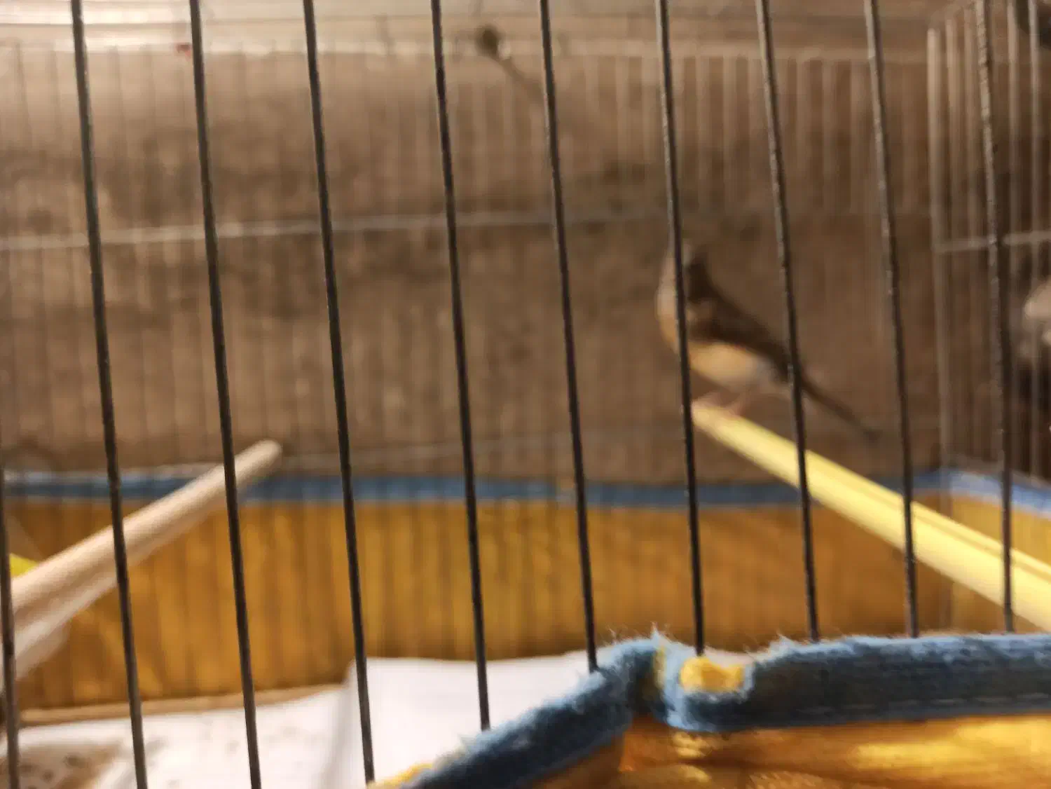 قناری مولد|پرنده|تهران, استخر|دیوار