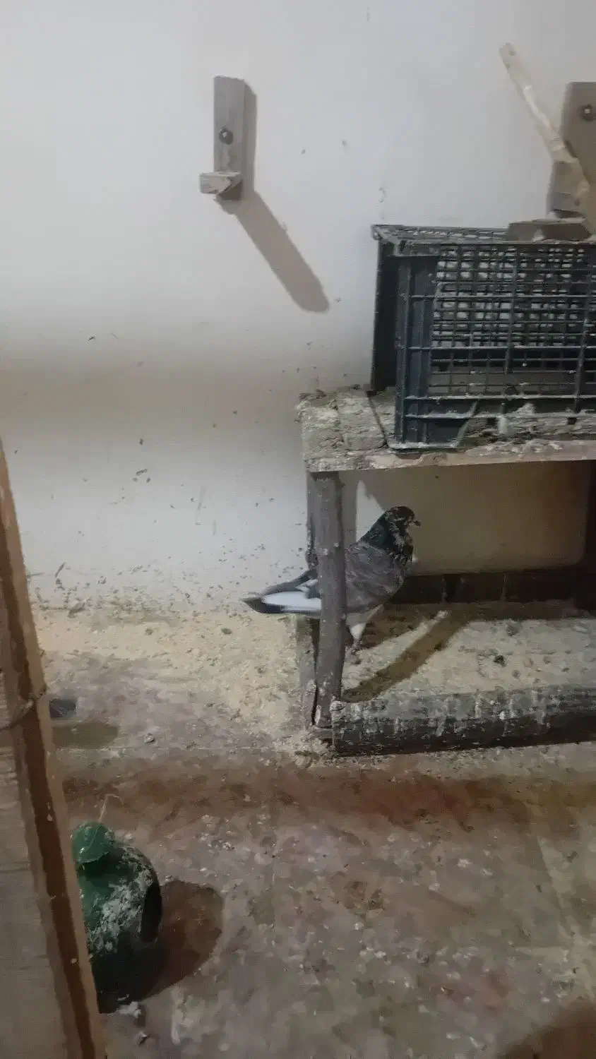 کبوتر|پرنده|اطاقور, |دیوار