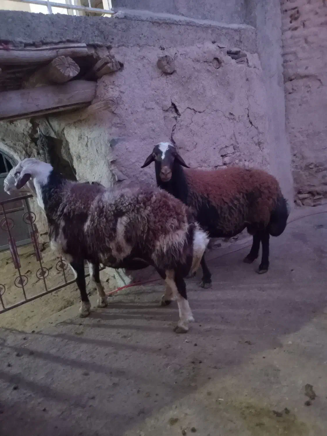 قوچفرشی|حیوانات مزرعه|قره چای, |دیوار